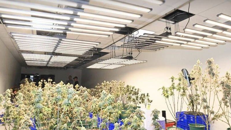 大麻-毒品-桃園-種植大麻-製毒-販毒