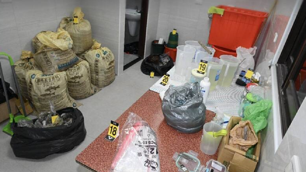 大麻-毒品-桃園-種植大麻-製毒-販毒