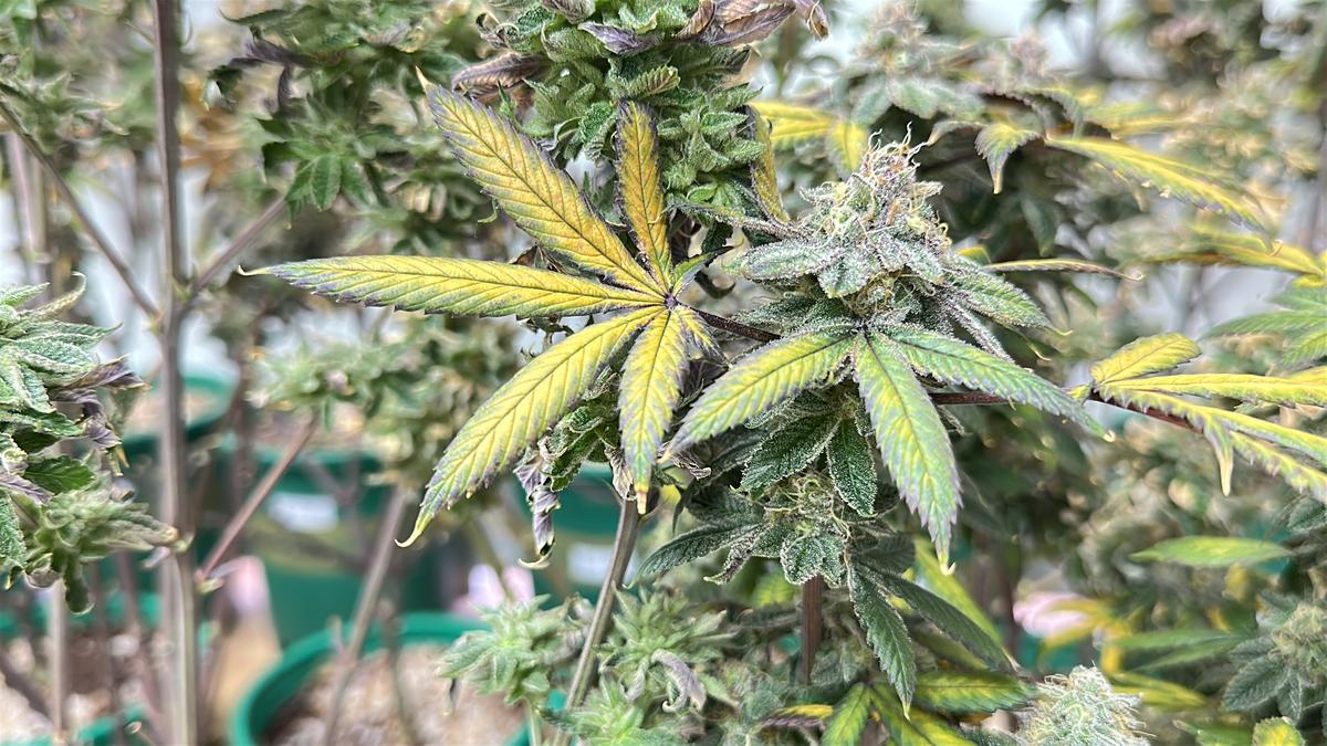 軍人遙控友「種大麻」 重判瞎扯:以是鼠尾草