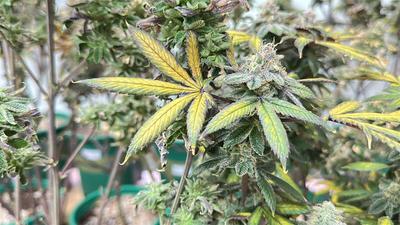 軍人遙控幼兒園友當園丁「種大麻」 被重判瞎扯:以為鼠尾草