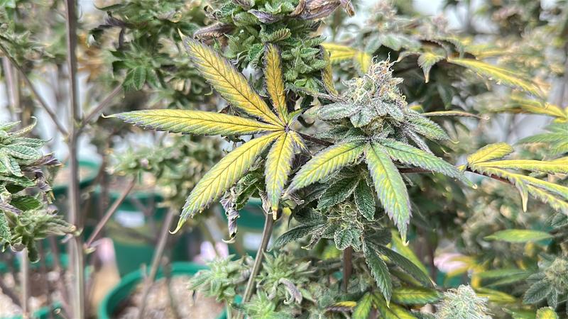 鐘姓軍人將屏東租屋處打造為高科技大麻農場。(示意圖/TVBS資料照)
