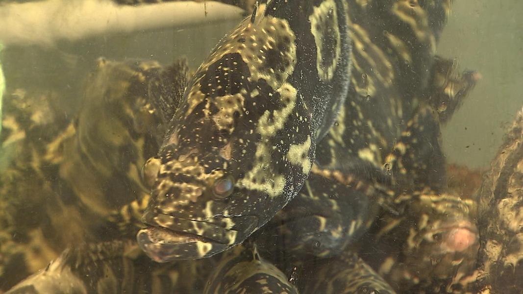 沿岸漁獲12年減少四成 海洋保育加大管制力道(圖/TVBS)