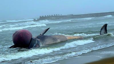 日海灘驚見17公尺鯨魚屍體!嘴部詭異膨脹 當局示警:恐隨時「鯨爆」