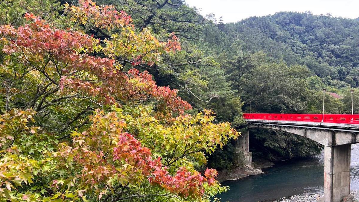 武陵農場迎賓楓提早1個月轉紅 最佳賞楓季估10月中旬登場