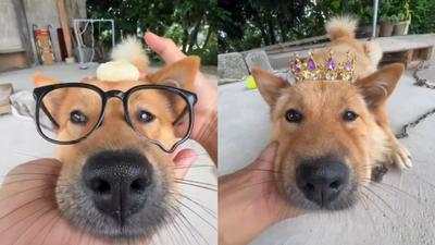 中國網紅狗「彪哥」突離世!死前狂吠、吐血抽搐 飼主疑中毒報警