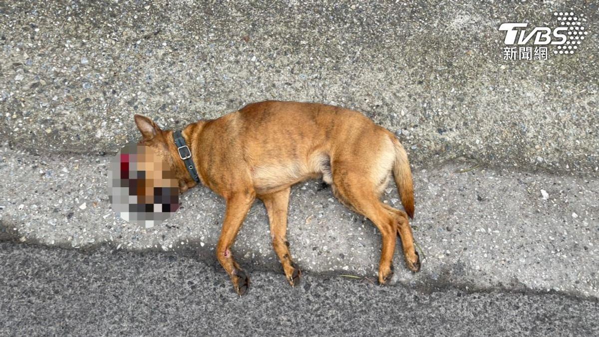 八里惡駕駛撞輾米克斯犬肇逃!毛孩倒臥路中痛苦哀號 網友全怒了