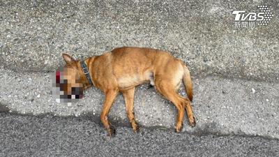 八里惡駕駛撞輾米克斯犬肇逃!毛孩倒臥路中痛苦哀號 網友全怒了