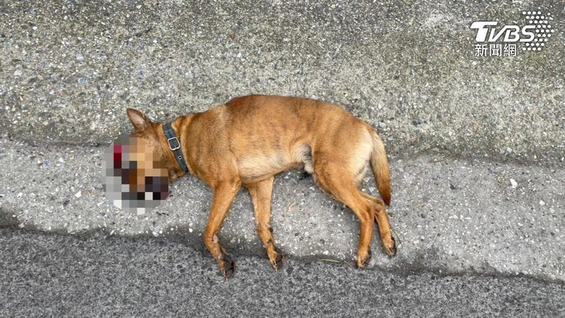 新北八里日前才傳出有犬隻遭撞輾死亡,如今又傳出有惡劣駕駛輾狗之後肇事逃逸。(示意圖,非當是犬隻/TVBS)