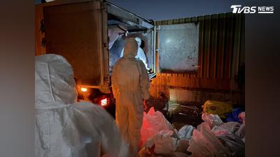 中秋連假爆H5N1禽流感!桃園撲殺2616隻雞 張善政急喊這事