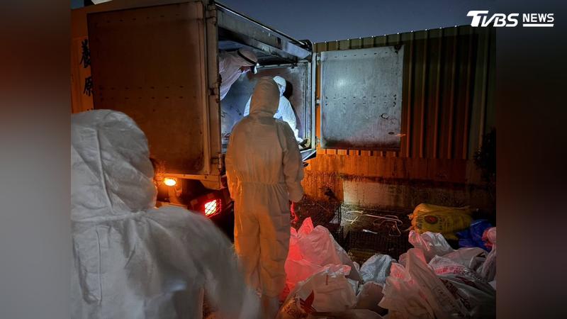 養雞業者23日上午發現禽隻異常死亡,昨天確診為H5N1高病原性禽流感。(圖/TVBS)