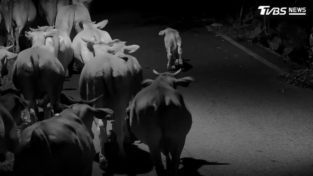 花蓮有黃牛深夜闖入台九線旁的道路,民眾擔心造成車禍趕緊報警。(圖/TVBS)