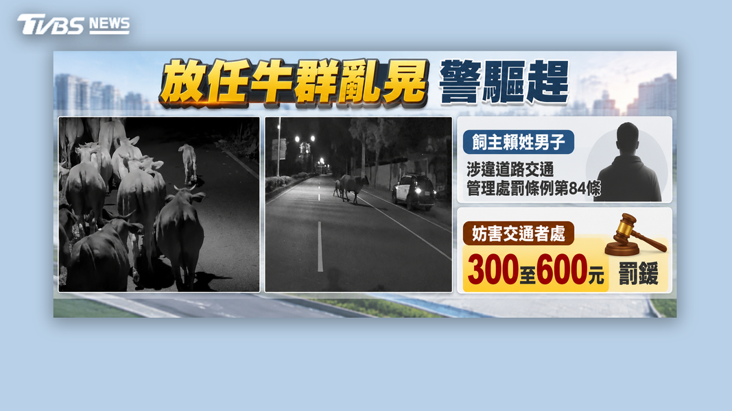 飼主放任牛群阻礙交通,罰金僅六百元。(圖/TVBS)