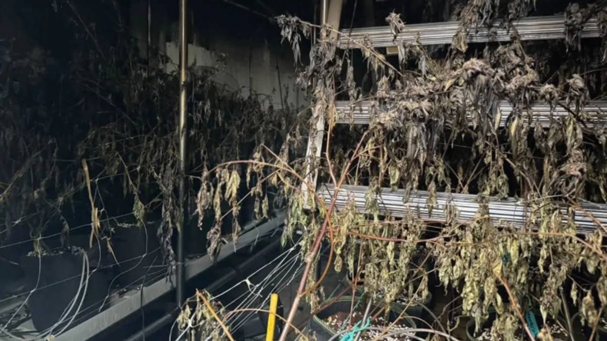 被迫呼麻!泰大麻工廠惡火毒煙狂竄 鄰居、消防隊集體暈眩
