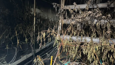 被迫呼麻!泰大麻工廠惡火毒煙狂竄 鄰居、消防隊集體暈眩