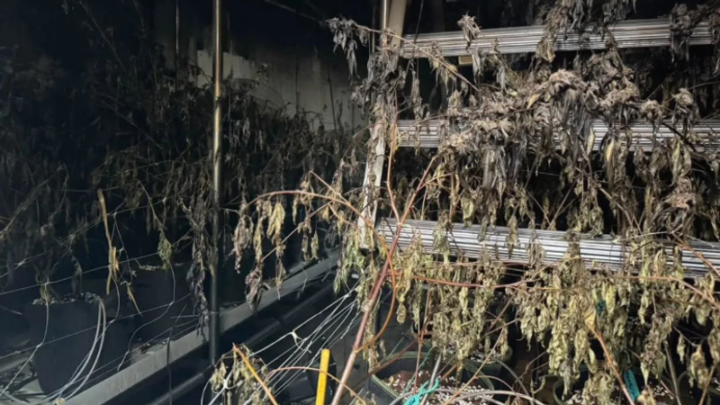 芭達雅一處室內大麻農場25日清晨發生火災。(圖/翻攝thethaiger)