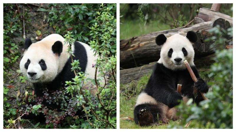 成都大貓熊「平平」和「福雙」將落戶美國亞特蘭大動物園。(圖/翻攝X@CNS1952)
