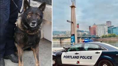 退休前夕殉職!6年功勳警犬追捕嫌犯時中彈 救不回警心碎