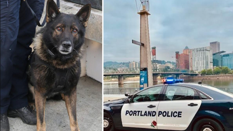美國一隻為警局效力6年的警犬,在執行生涯最後一班勤務中不幸身亡。(圖/翻攝自X@nypost)