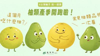 秋天柚子季開跑!「5大品種」口感、風味都不同 農業部曝差異