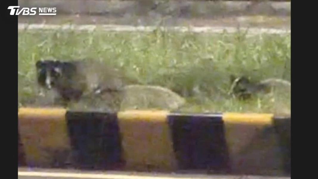頭份深夜驚見白鼻心帶3寶過馬路!遇車驚嚇折返 專家曝現身原因(圖/TVBS)
