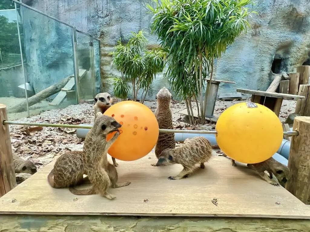 園區裡保留不少接近自然環境的安排。（圖／翻攝自壽山動物園官網）