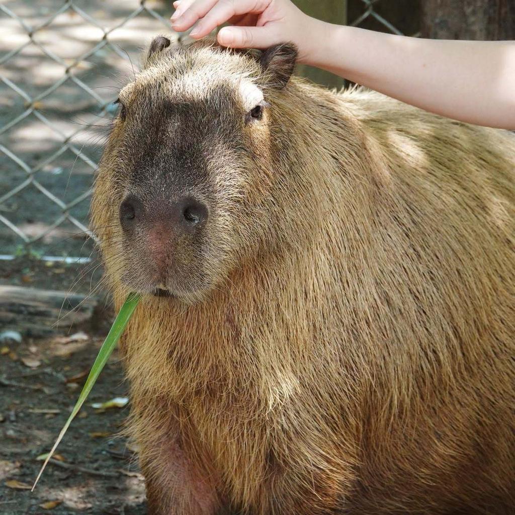 南台灣規模最大的動物園，採半開放式方式展示動物。（圖／翻攝自頑皮世界野生動物園官網﻿）