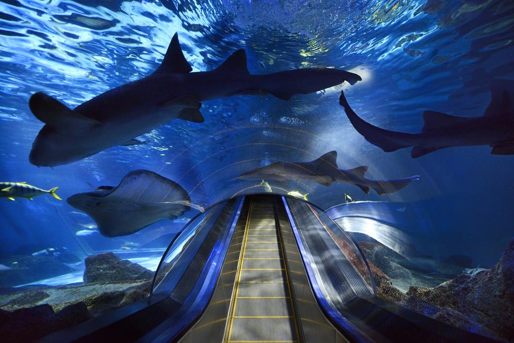 園區同時結合水族館、遊樂設施、主題演出與海岸景觀。（圖／翻攝自遠雄海洋公園官網）