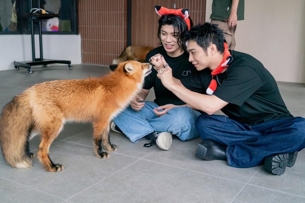 男團FEniX與狐狸互動，替園區增加不少話題。（圖／翻攝自野森動物學校臉書）