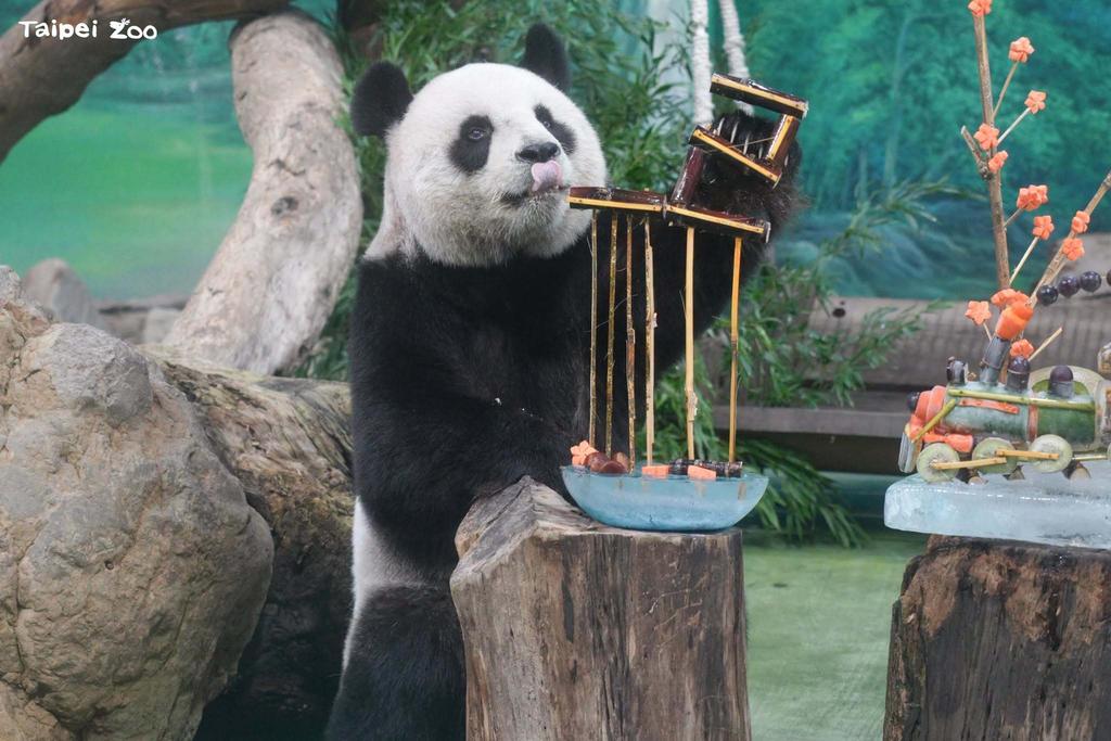 從大貓熊、無尾熊、企鵝到台灣原生動物都有，園區規模大。（圖／翻攝自臺北市立動物園臉書）