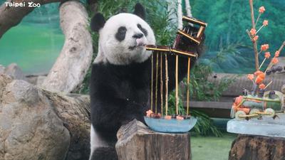 不只大貓熊!2026全台十大動物園、水族館出爐 木柵動物園奪冠