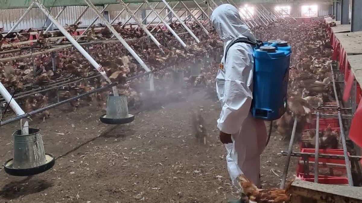 秋冬禽流感來襲!桃園大園畜牧場確診H5N1 12小時火速撲殺