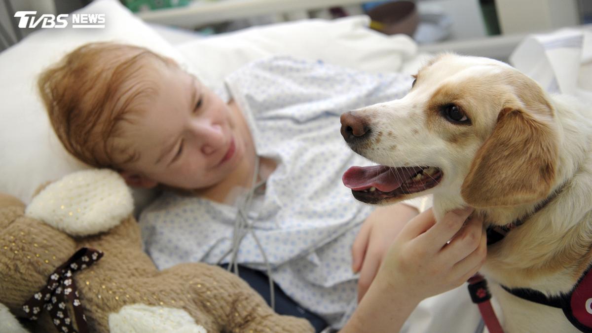 希臘首例!治療犬進駐癌症病房療癒病友