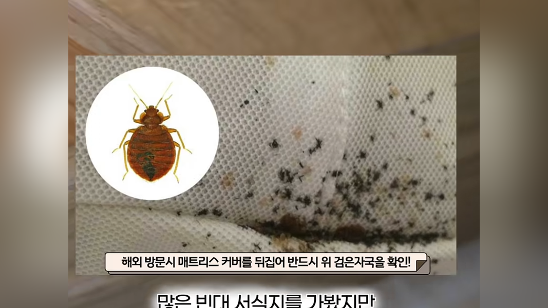 大量臭蟲出現的位置,恰好是汗蒸幕顧客容易長時間休息的區域(圖/翻攝自YouTube@@THEZOO_kr)