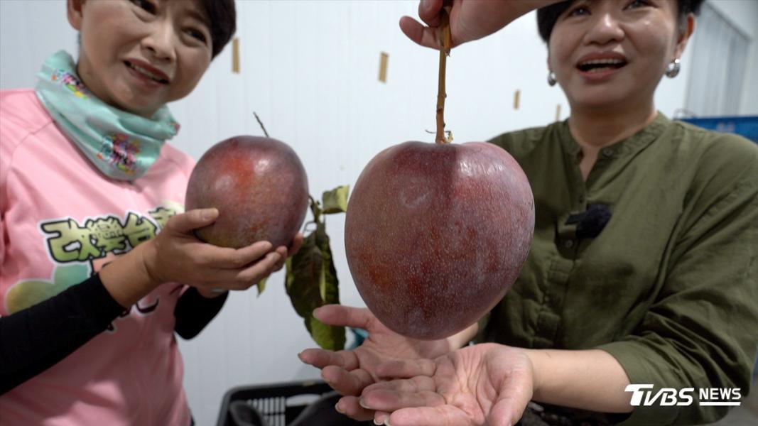 比臉大的芒果。這是台南農民研發出來的「大蘋果芒果」,一顆要價1000元,目前只在精品超市販售。(圖/柯勝雄攝)