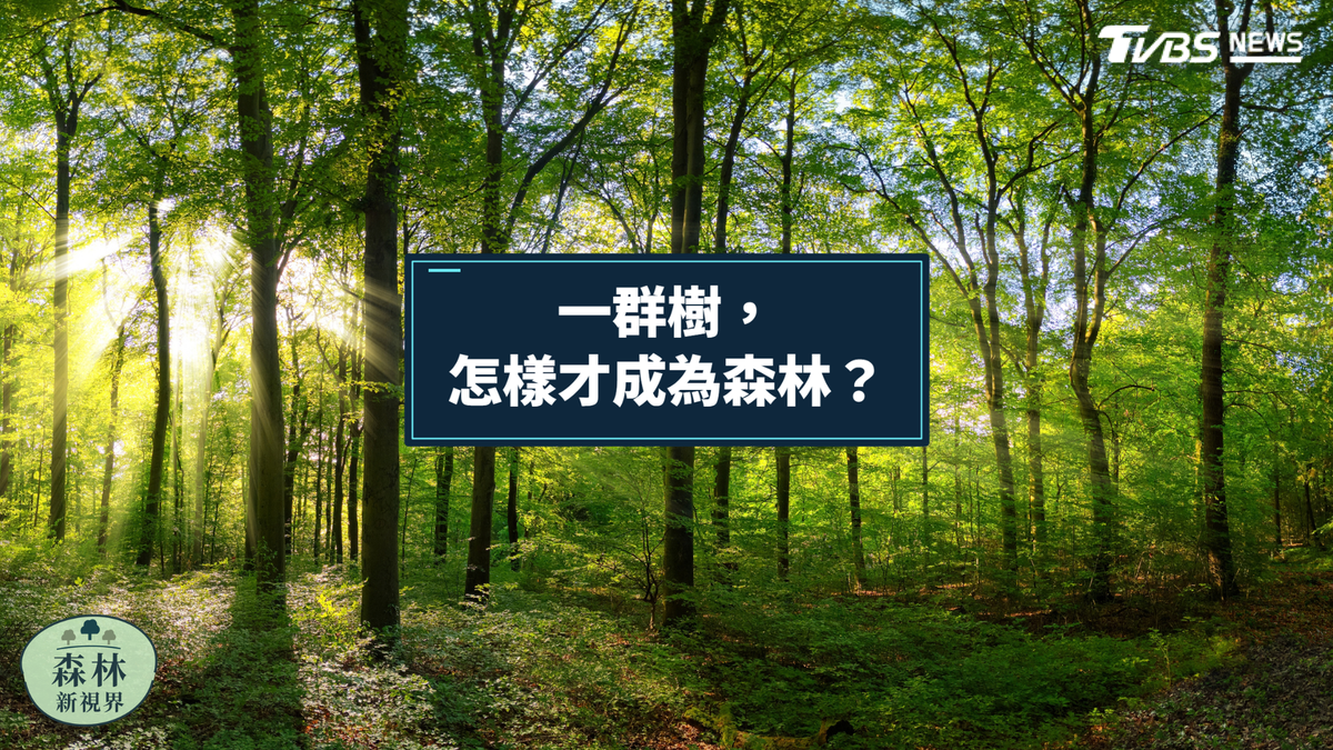 一群樹 怎樣才成為森林