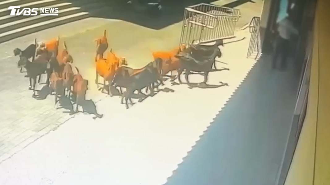 高雄彌陀羊舍飼養提供食用的19隻肉羊集體脫逃,一名男子手提水桶路過,結果被羊群沿路尾隨甚至把人逼到牆角(圖/TVBS)