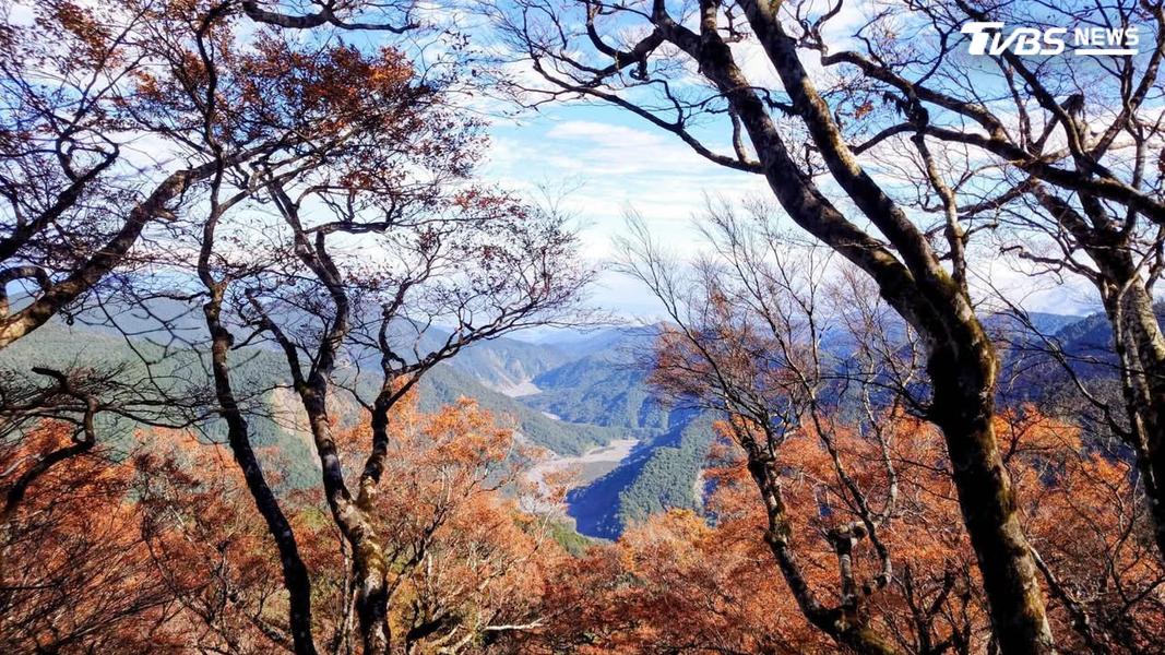 太平山山毛櫸轉黃倒數。(圖/TVBS)