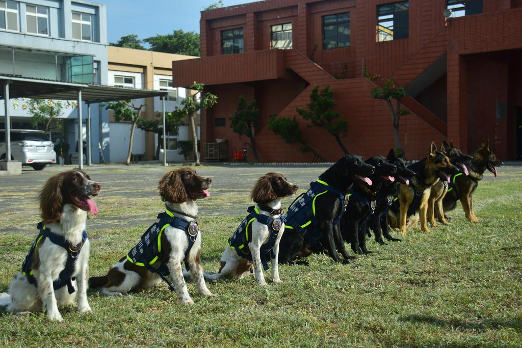 內政部指出,目前全國有5個警犬隊,共60隻警犬。(圖/內政部提供)