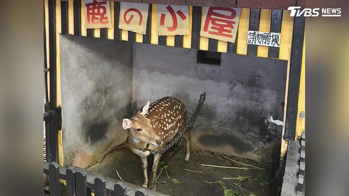 綠島鹿遭鐵鍊拴8年 遊客心酸動保介入
