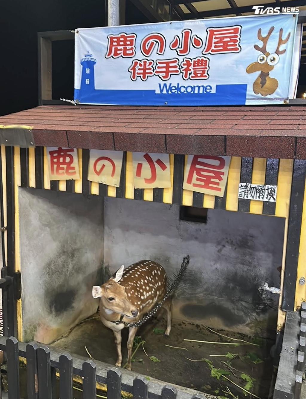綠島伴手禮店「鐵鍊拴鹿」8年!遊客心酸:眼神缺乏生氣(圖/TVBS)