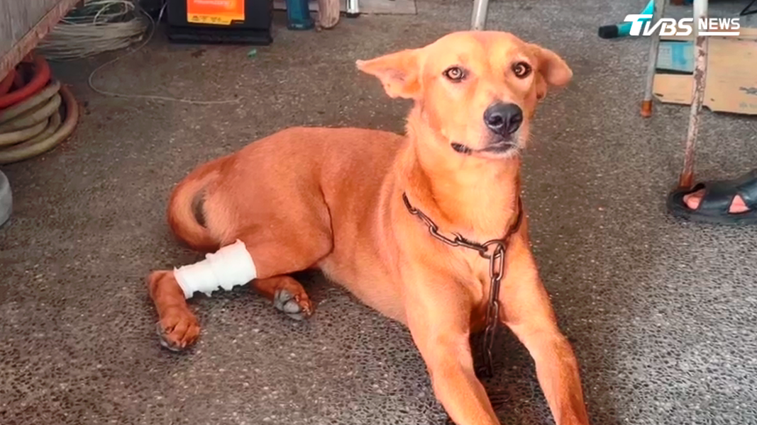 高雄林園一名綠鬣蜥獵捕達人張先生領養的浪犬,在獵捕綠鬣蜥時後腿被咬傷。(圖/TVBS)