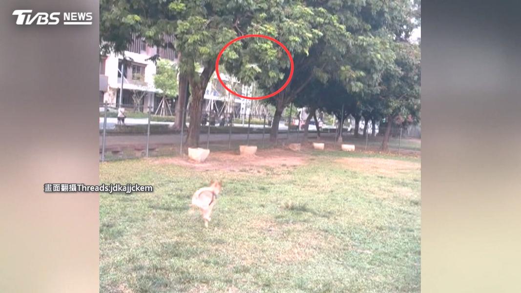 空拍機低空飛寵物區惹議!飼主報警勸導 對方二度返回飛行。(圖/TVBS)