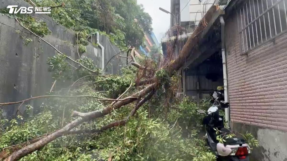 基隆崇右科大修樹 巨木高處砸落民宅屋簷