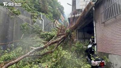 基隆崇右科大修樹出包!巨木高處砸落民宅 居民怒:非首次