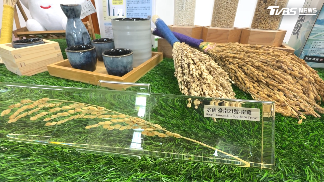 台南區農改場利用分子標誌輔助育種技術,成功育成台南21號這支酒米。(圖/TVBS)