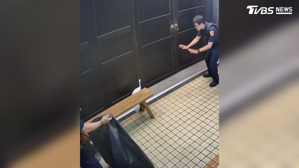 高雄鬧區驚見白鷺鷥逛大街！貼地飛行躲騎樓　警出動塑膠袋圍捕（圖／翻攝 threads@ 9650_liquor_meat_knight）