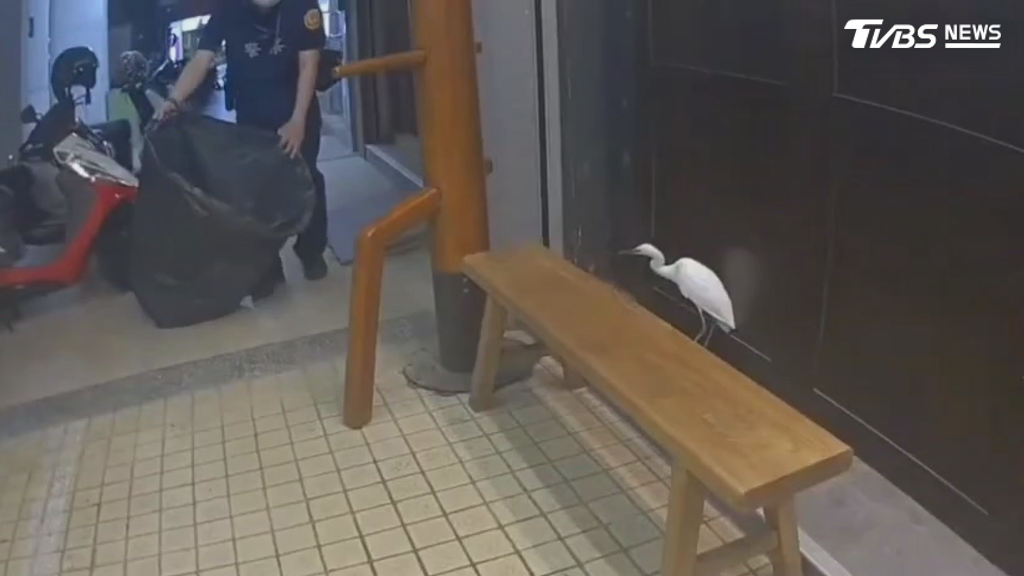 福爾摩沙野鳥保育協會秘書長研判，這隻小白鷺可能因受傷而誤闖市區，無法自行返回棲地。（圖／TVBS）
