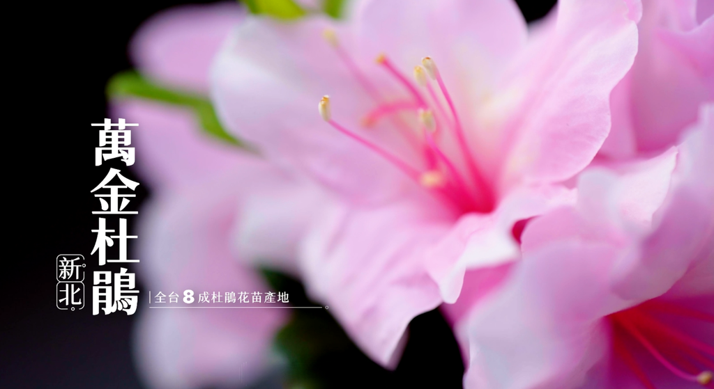 ▲萬金杜鵑｜花農世代傳承栽培技藝，孕育萬里、金山深具代表性的花卉產業。（圖／新北市政府民政局）
