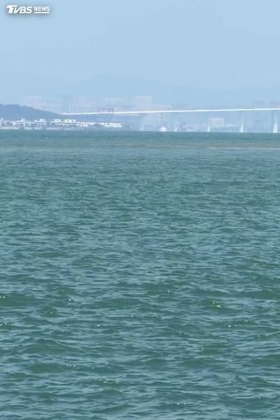金門大膽島驚見「神秘嘉賓」!10多隻中華白海豚現蹤遊客嗨翻