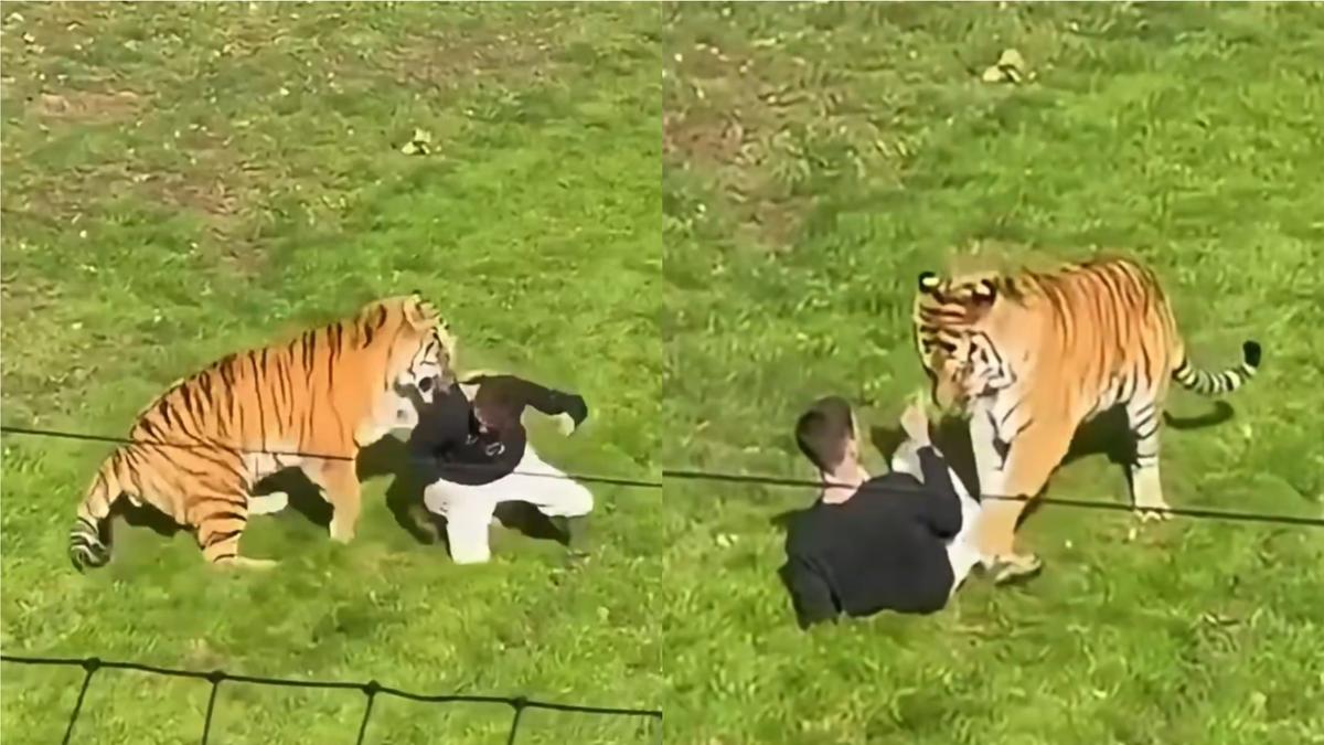 英動物園老虎襲人!男「擅闖圍欄」遭瘋狂撕咬 當場傷重不治